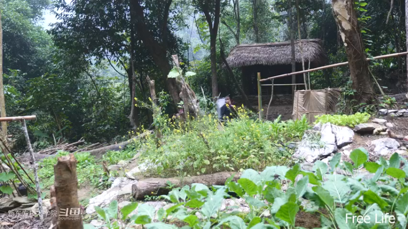 P28切菜板和酸菜3妹子独自深入荒野隐居修仙,建设世外桃源投个币吧