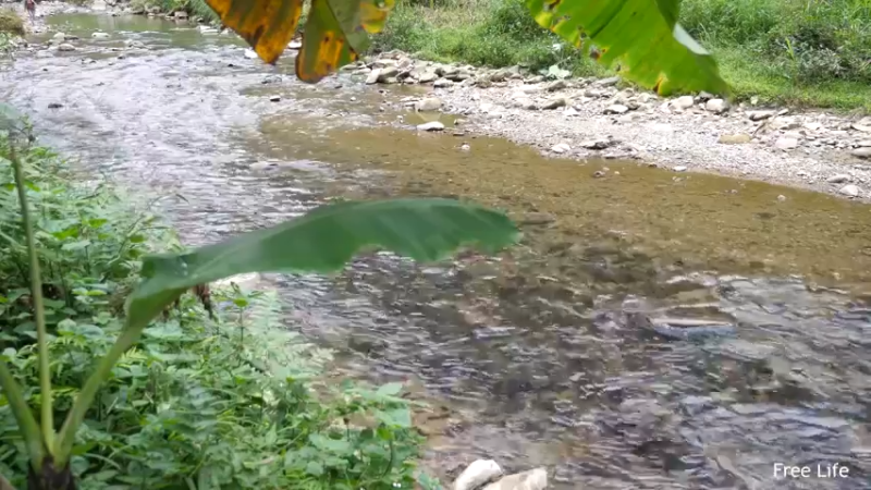 P26丛林捕鱼&烹饪2妹子独自深入荒野隐居修仙,建设世外桃源投个币吧