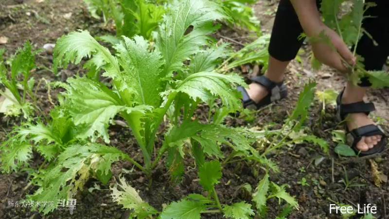 P28切菜板和酸菜23妹子独自深入荒野隐居修仙,建设世外桃源投个币吧