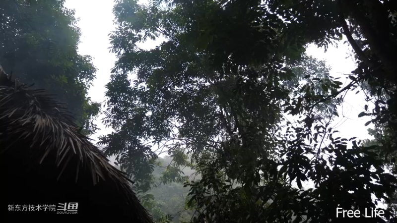 P28切菜板和酸菜22妹子独自深入荒野隐居修仙,建设世外桃源投个币吧