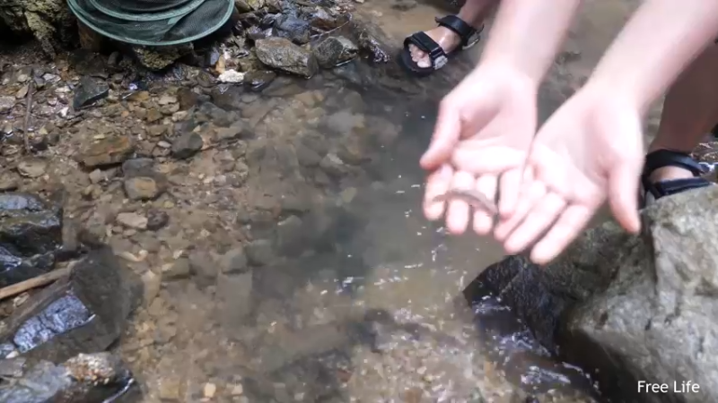 P26丛林捕鱼&烹饪8妹子独自深入荒野隐居修仙,建设世外桃源投个币吧