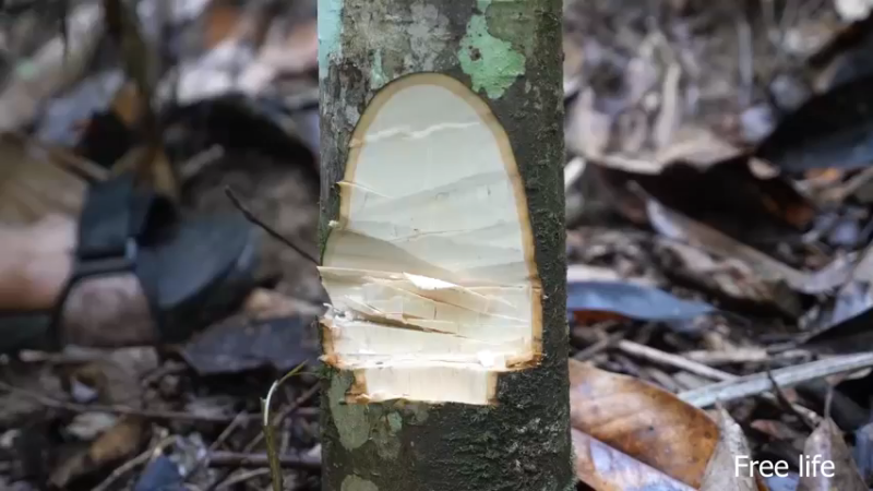 P40制作餐桌生活需要仪式感6妹子独自深入荒野隐居修仙,建设世外桃源投个币吧