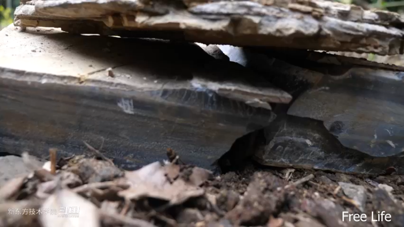 P28切菜板和酸菜8妹子独自深入荒野隐居修仙,建设世外桃源投个币吧