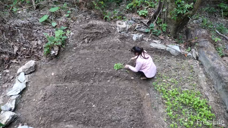 P17田园苗圃4妹子独自深入荒野隐居修仙,建设世外桃源投个币吧