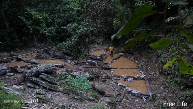 P28切菜板和酸菜14妹子独自深入荒野隐居修仙,建设世外桃源投个币吧