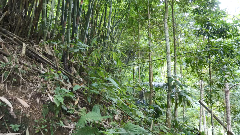 P15花园石板和墙壁6妹子独自深入荒野隐居修仙,建设世外桃源投个币吧