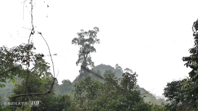 P42庭院升级1妹子独自深入荒野隐居修仙,建设世外桃源投个币吧