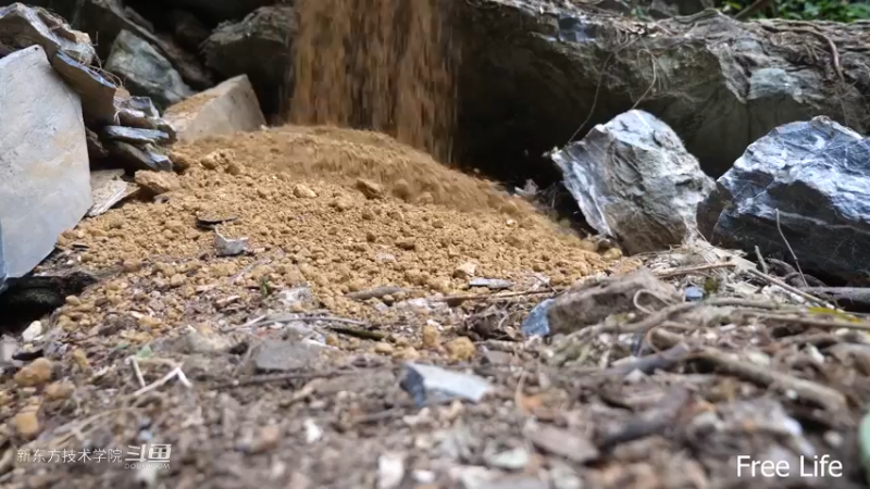 P28切菜板和酸菜12妹子独自深入荒野隐居修仙,建设世外桃源投个币吧