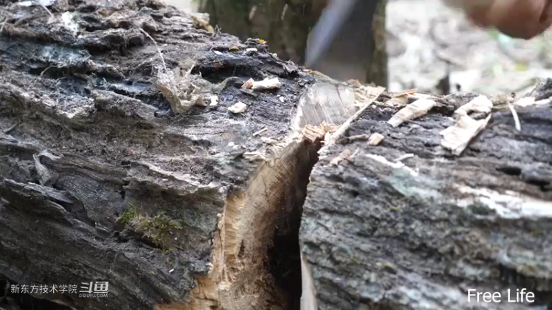 P28切菜板和酸菜7妹子独自深入荒野隐居修仙,建设世外桃源投个币吧