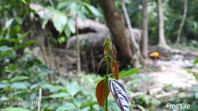 P42庭院升级12妹子独自深入荒野隐居修仙,建设世外桃源投个币吧