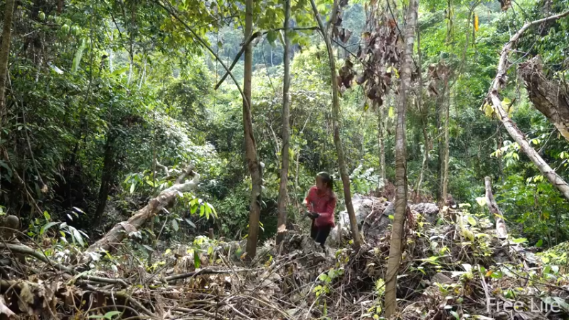 P14小姐姐世外桃源宅基地8妹子独自深入荒野隐居修仙,建设世外桃源投个币吧