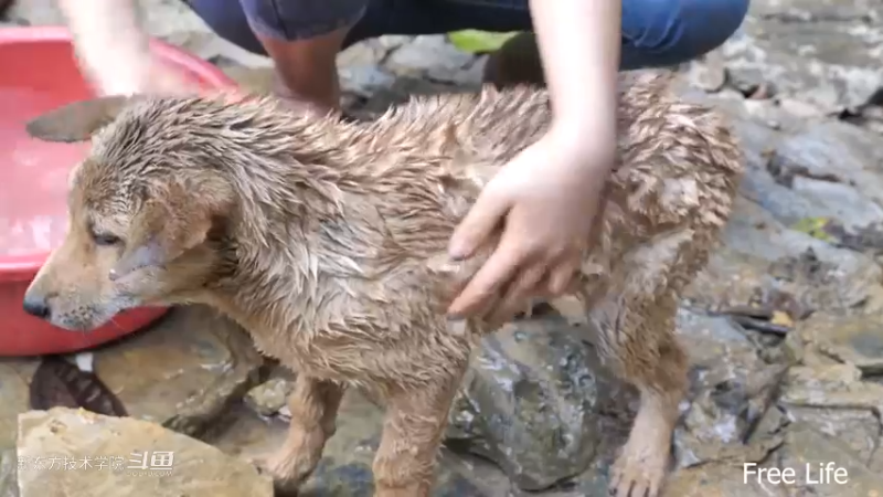 P42庭院升级20妹子独自深入荒野隐居修仙,建设世外桃源投个币吧