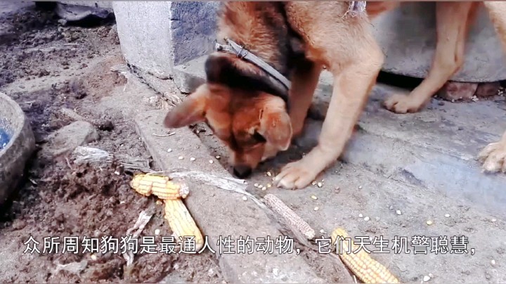 灵性狗狗