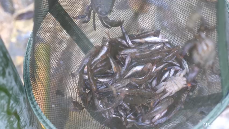 P26丛林捕鱼&烹饪11妹子独自深入荒野隐居修仙,建设世外桃源投个币吧