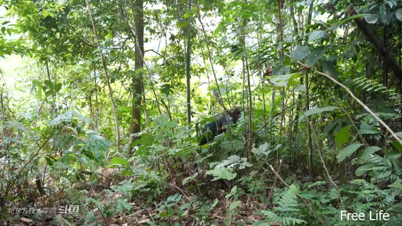 P28切菜板和酸菜9妹子独自深入荒野隐居修仙,建设世外桃源投个币吧