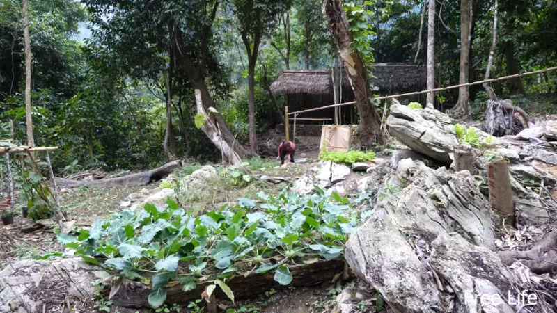 P34用新厨房做顿好吃的20妹子独自深入荒野隐居修仙,建设世外桃源投个币吧