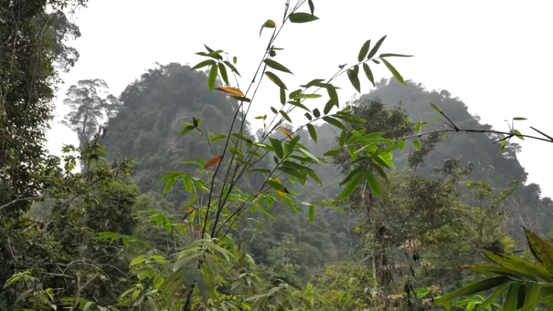 P40制作餐桌生活需要仪式感1妹子独自深入荒野隐居修仙,建设世外桃源投个币吧