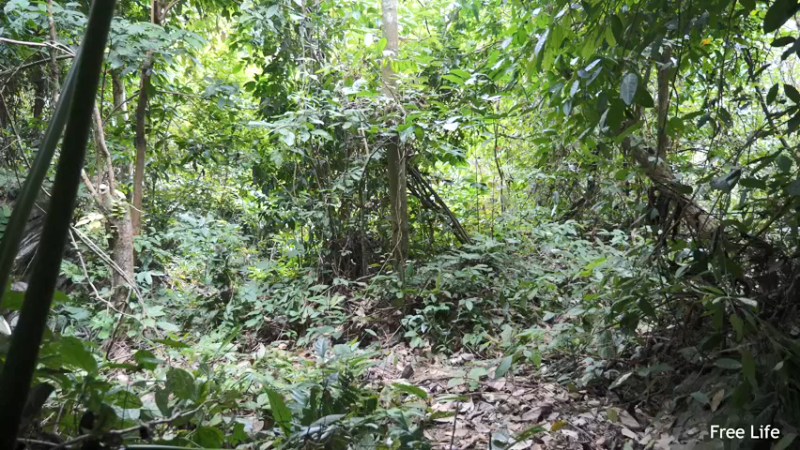 P26丛林捕鱼&烹饪10妹子独自深入荒野隐居修仙,建设世外桃源投个币吧