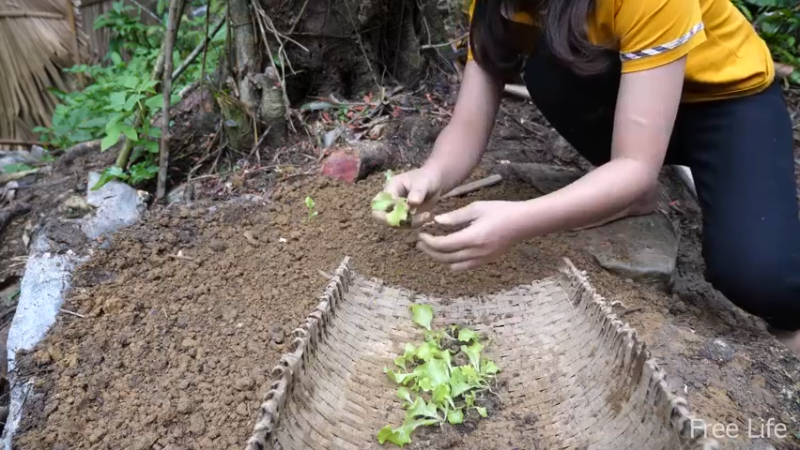 P17田园苗圃8妹子独自深入荒野隐居修仙,建设世外桃源投个币吧