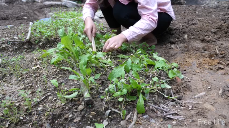 P17田园苗圃3妹子独自深入荒野隐居修仙,建设世外桃源投个币吧