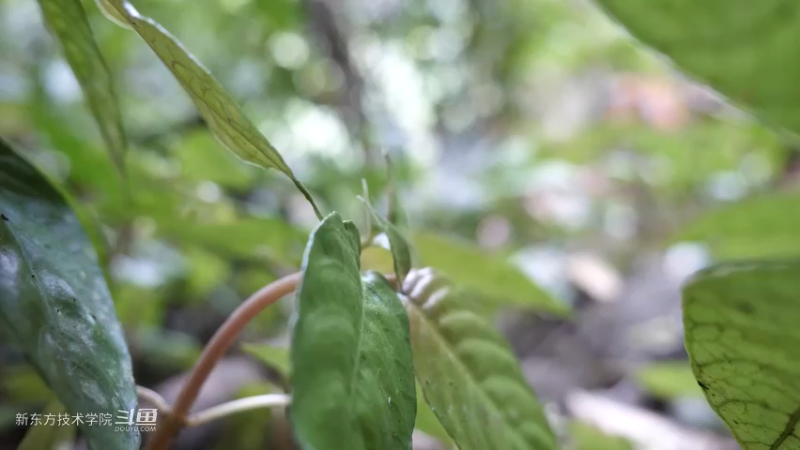 P28切菜板和酸菜1妹子独自深入荒野隐居修仙,建设世外桃源投个币吧
