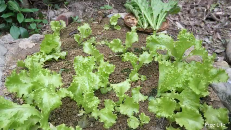 P26丛林捕鱼&烹饪12妹子独自深入荒野隐居修仙,建设世外桃源投个币吧