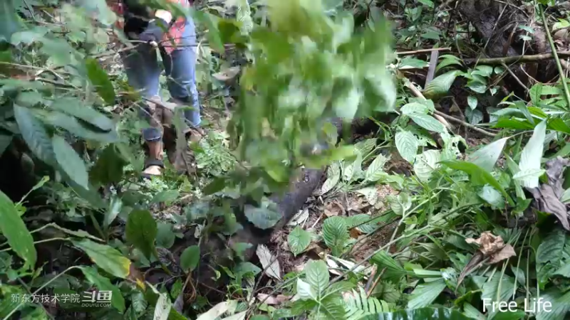 P28切菜板和酸菜17妹子独自深入荒野隐居修仙,建设世外桃源投个币吧