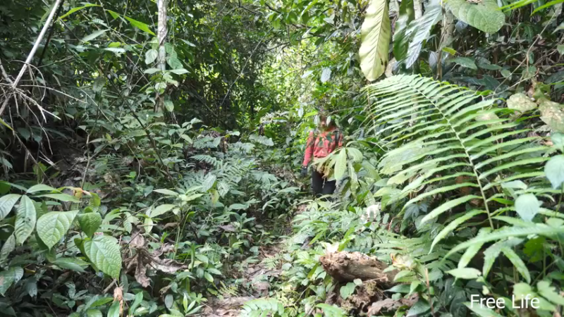 P32新建荒野厨房1妹子独自深入荒野隐居修仙,建设世外桃源投个币吧