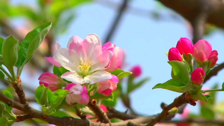 四季花果，五彩旧店