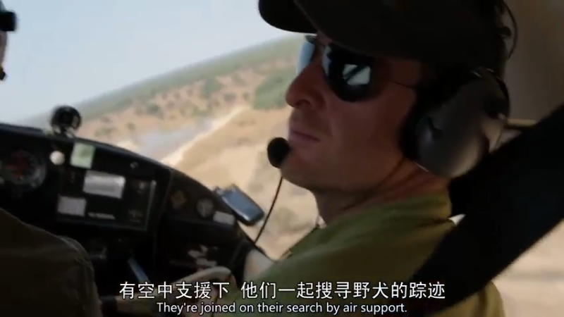 非洲野生动物