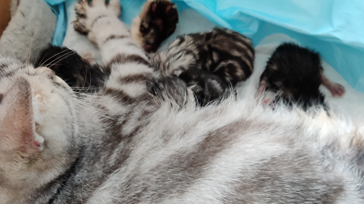 生小猫