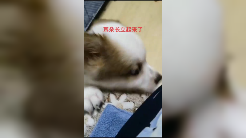 希望你被世界温柔