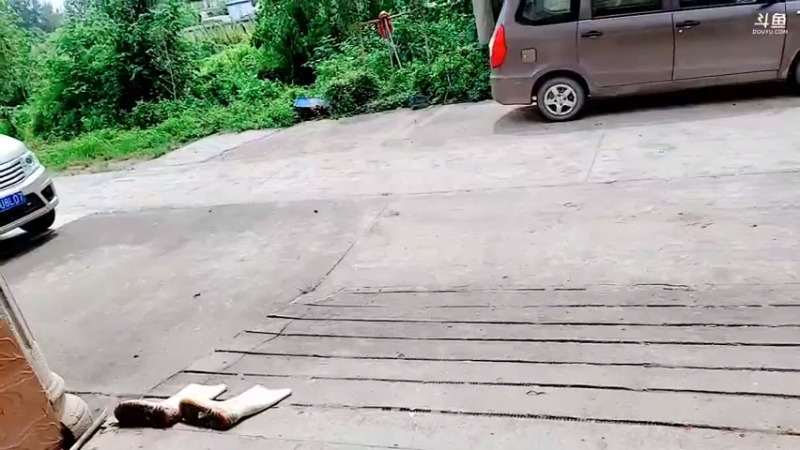 【2021-08-22 14点场】洪湖小肖：高能地区鱼获爆炸