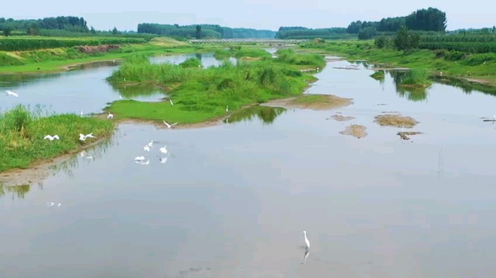 山东相册｜青岛平度市新河镇泽河湿地：碧波映蓝天 飞鸟舞翩跹