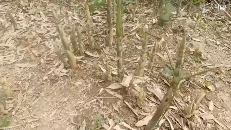 这样拔笋太过瘾了，走进竹林根本停不下来，把整片竹笋拔完都不累,你小时候有没去拔竹笋呢