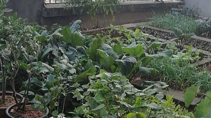 屋顶花园摘点午饭菜