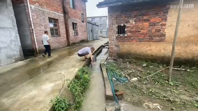 暴雨过后，农田里跑进有很多鱼，发现一窝接一窝鲶鱼，抓得真过瘾