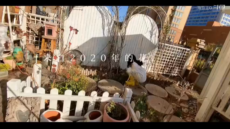 90后独居女生亲手打造出60平花园的四季变化