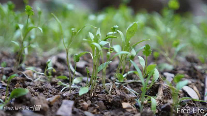 更新1季02小姐姐宅基地20妹子独自深入荒野隐居修仙,建设世外桃源投个币吧