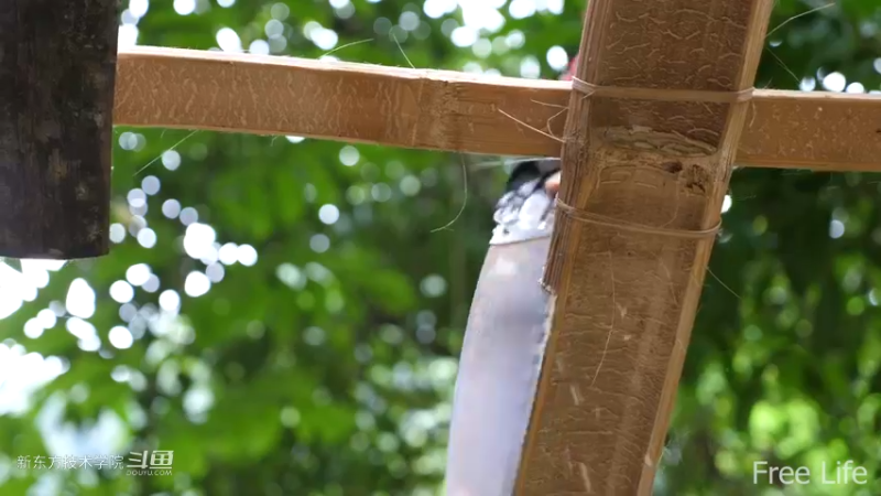 更新1季02小姐姐宅基地14妹子独自深入荒野隐居修仙,建设世外桃源投个币吧