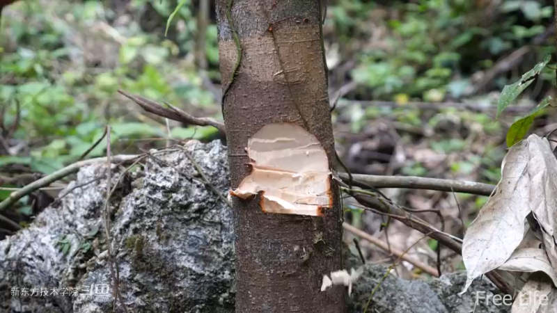 更新1季02小姐姐宅基地4妹子独自深入荒野隐居修仙,建设世外桃源投个币吧