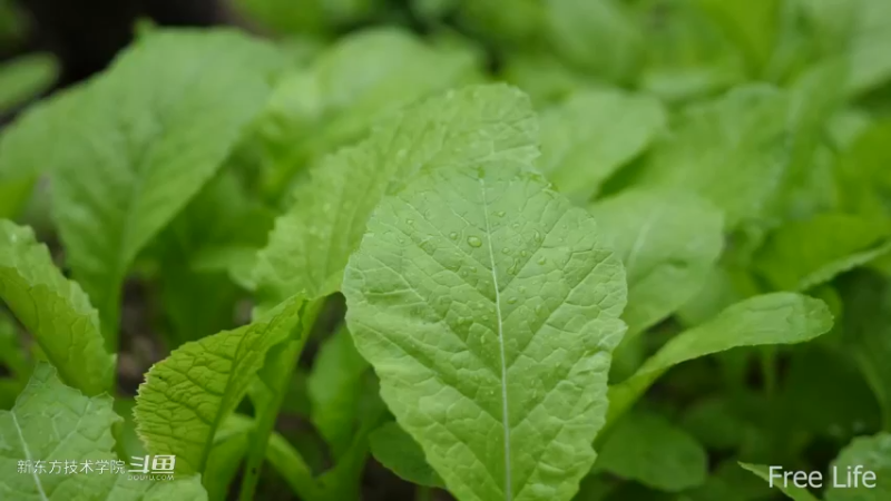 更新1季04田园生活开垦菜园6妹子独自深入荒野隐居修仙,建设世外桃源投个币吧