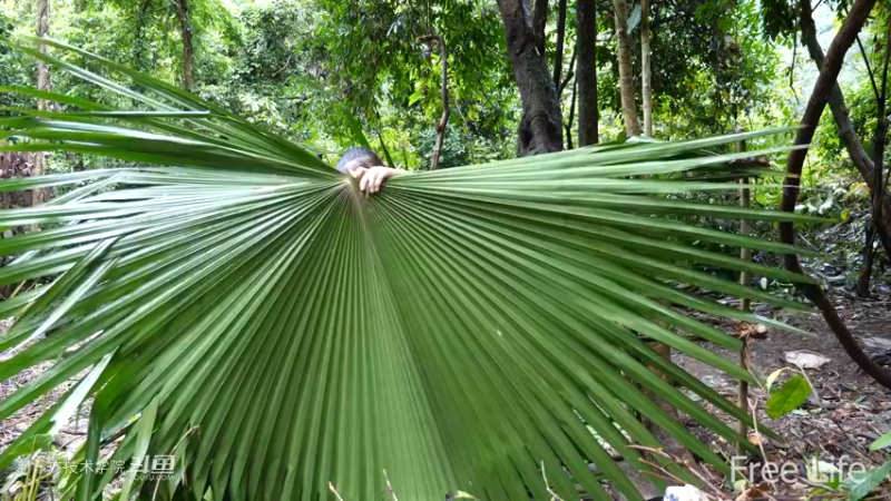 更新1季01荒野淋雨房11妹子独自深入荒野隐居修仙,建设世外桃源投个币吧