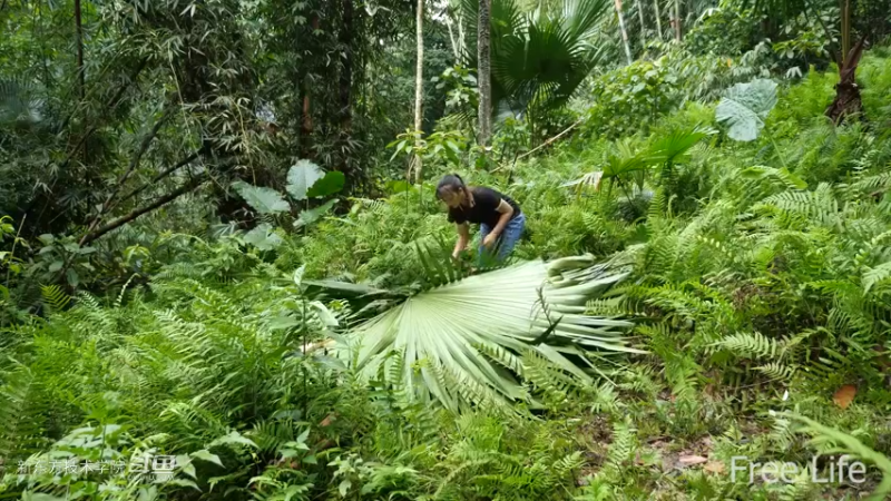 更新1季01荒野淋雨房8妹子独自深入荒野隐居修仙,建设世外桃源投个币吧