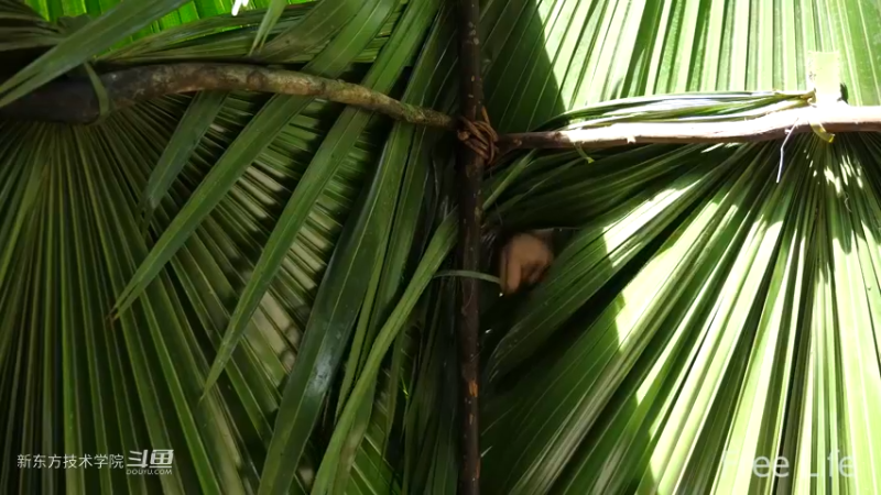 更新1季01荒野淋雨房12妹子独自深入荒野隐居修仙,建设世外桃源投个币吧