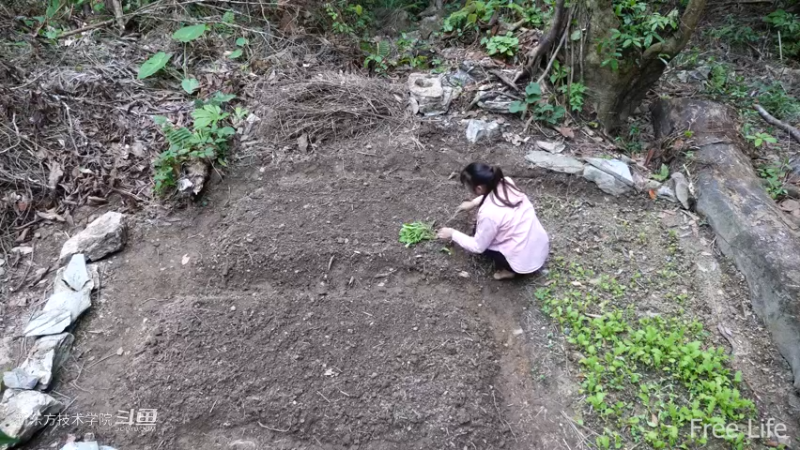 更新1季04田园生活开垦菜园4妹子独自深入荒野隐居修仙,建设世外桃源投个币吧