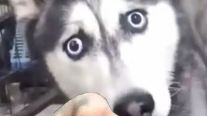 虐菜返被虐！真无语