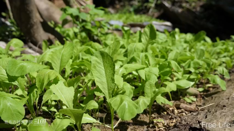 更新1季04田园生活开垦菜园2妹子独自深入荒野隐居修仙,建设世外桃源投个币吧