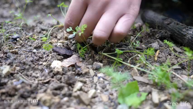 更新1季04田园生活开垦菜园5妹子独自深入荒野隐居修仙,建设世外桃源投个币吧