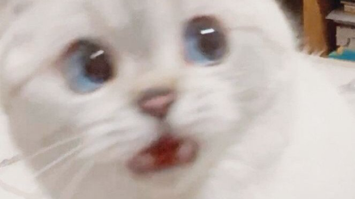 头铁主播